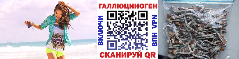 цены Полярный Галлюциногенные грибы Psilocybe